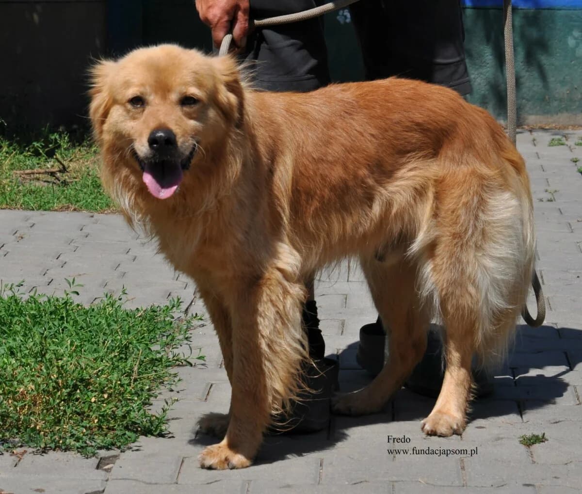 Fredo, male mixed breed for adoption at Fundacja Przyjaciele Braci Mniejszych