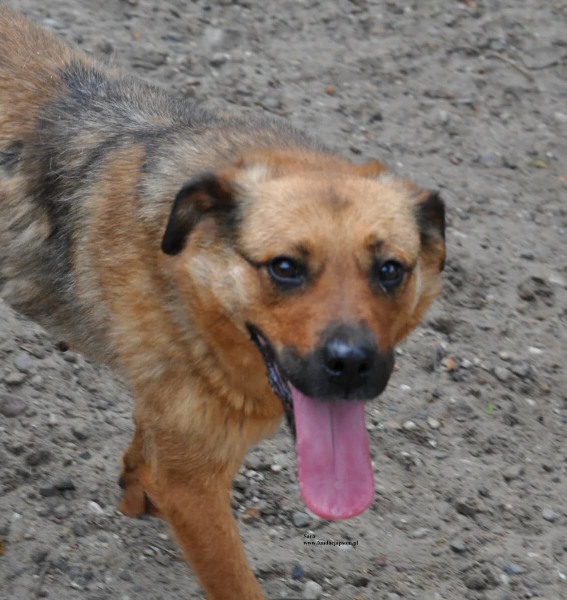 Sara, female mixed breed for adoption at Fundacja Przyjaciele Braci Mniejszych