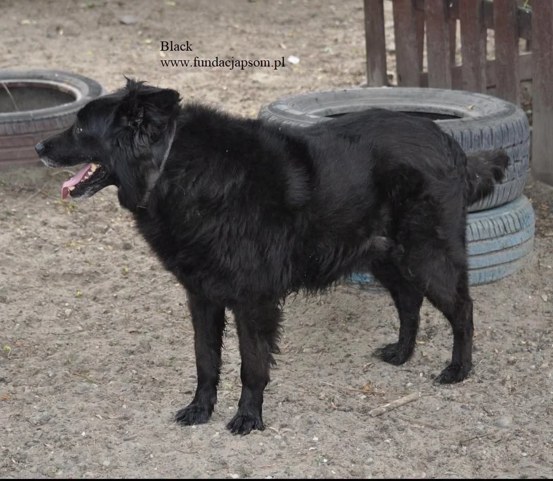 Black, male 5yo mixed breed for adoption at Fundacja Przyjaciele Braci Mniejszych