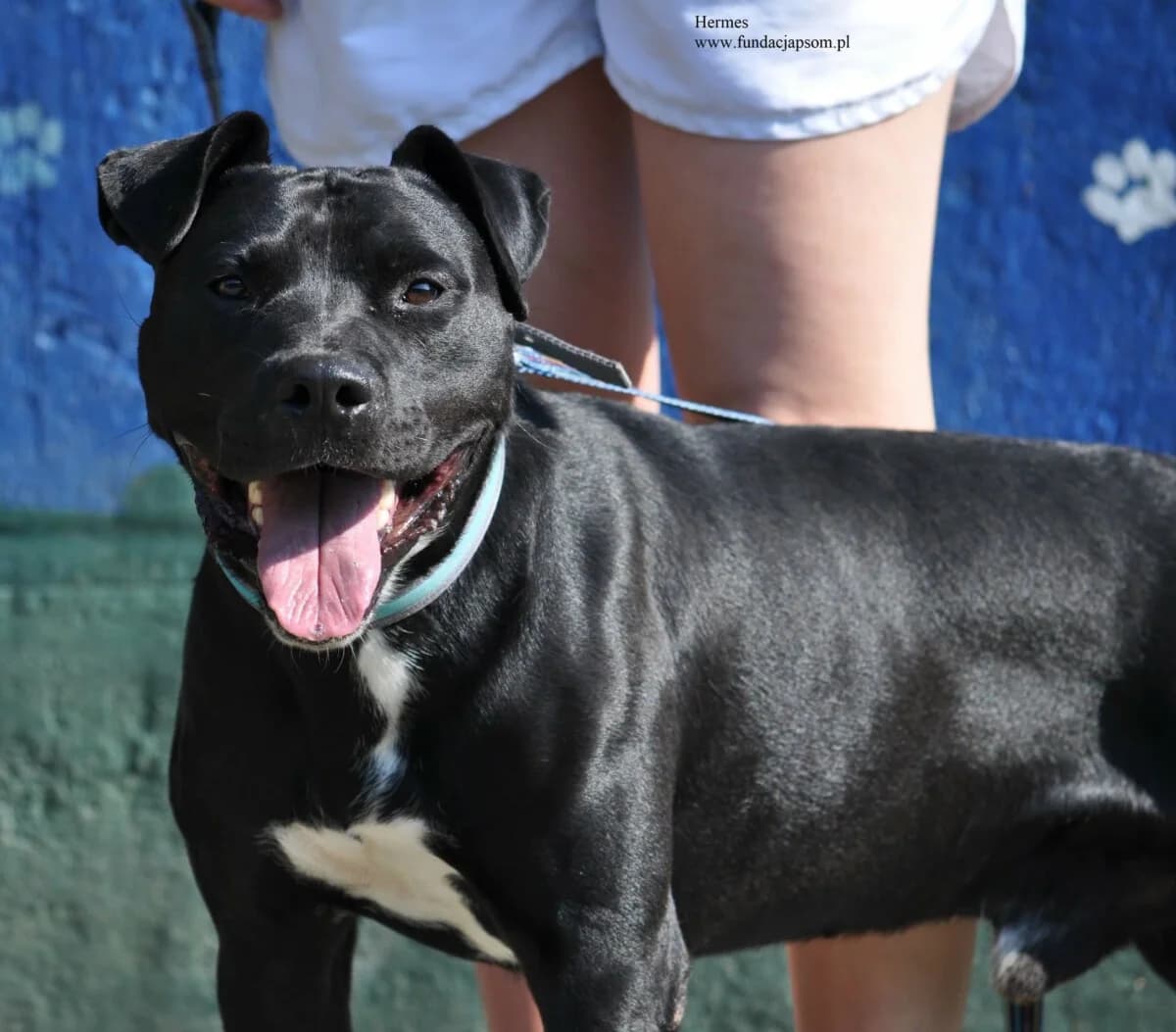 Hermes, male mixed breed for adoption at Fundacja Przyjaciele Braci Mniejszych