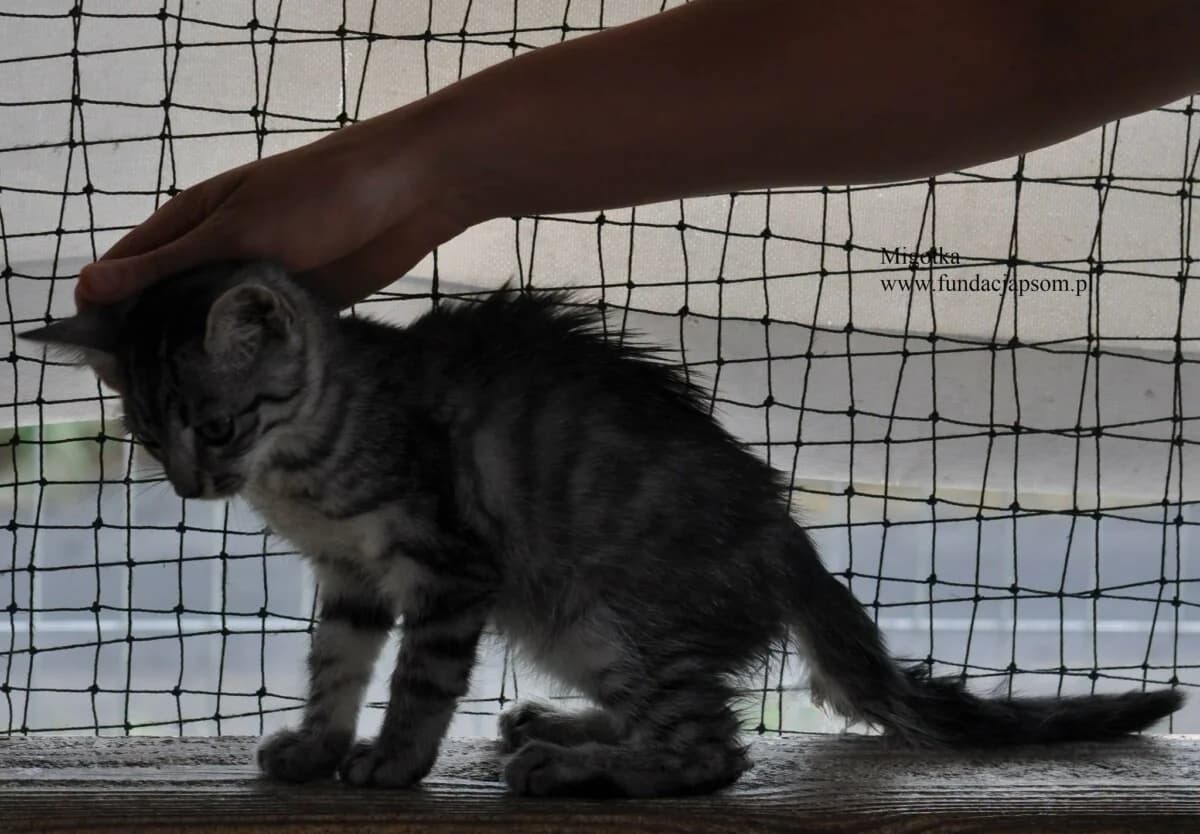 Migotka, female mixed breed for adoption at Fundacja Przyjaciele Braci Mniejszych