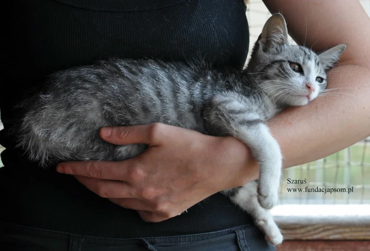 Szaruś, Mixed Breed for adoption at Fundacja Przyjaciele Braci Mniejszych