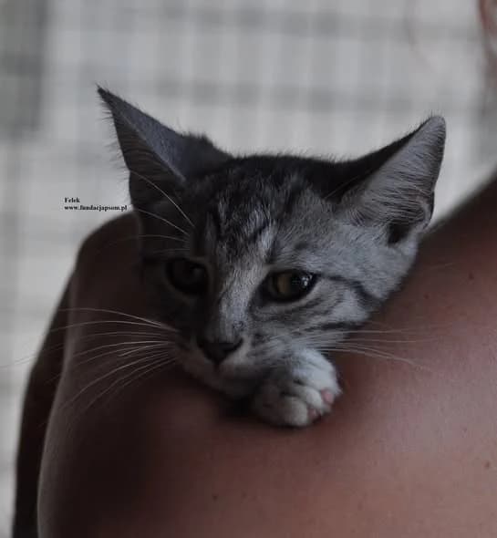 Felek, male mixed breed for adoption at Fundacja Przyjaciele Braci Mniejszych