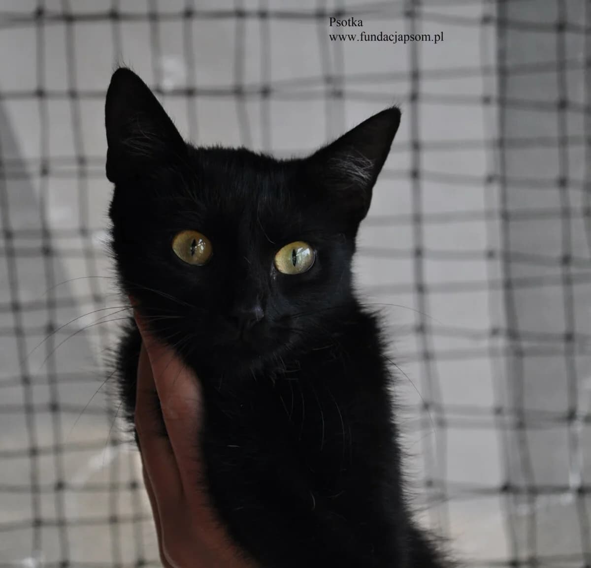 Psotka, female mixed breed for adoption at Fundacja Przyjaciele Braci Mniejszych