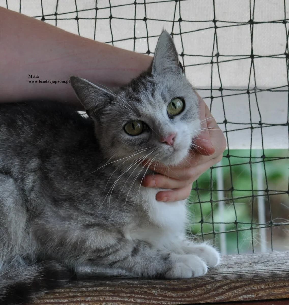 Misia, female 3yo mixed breed for adoption at Fundacja Przyjaciele Braci Mniejszych