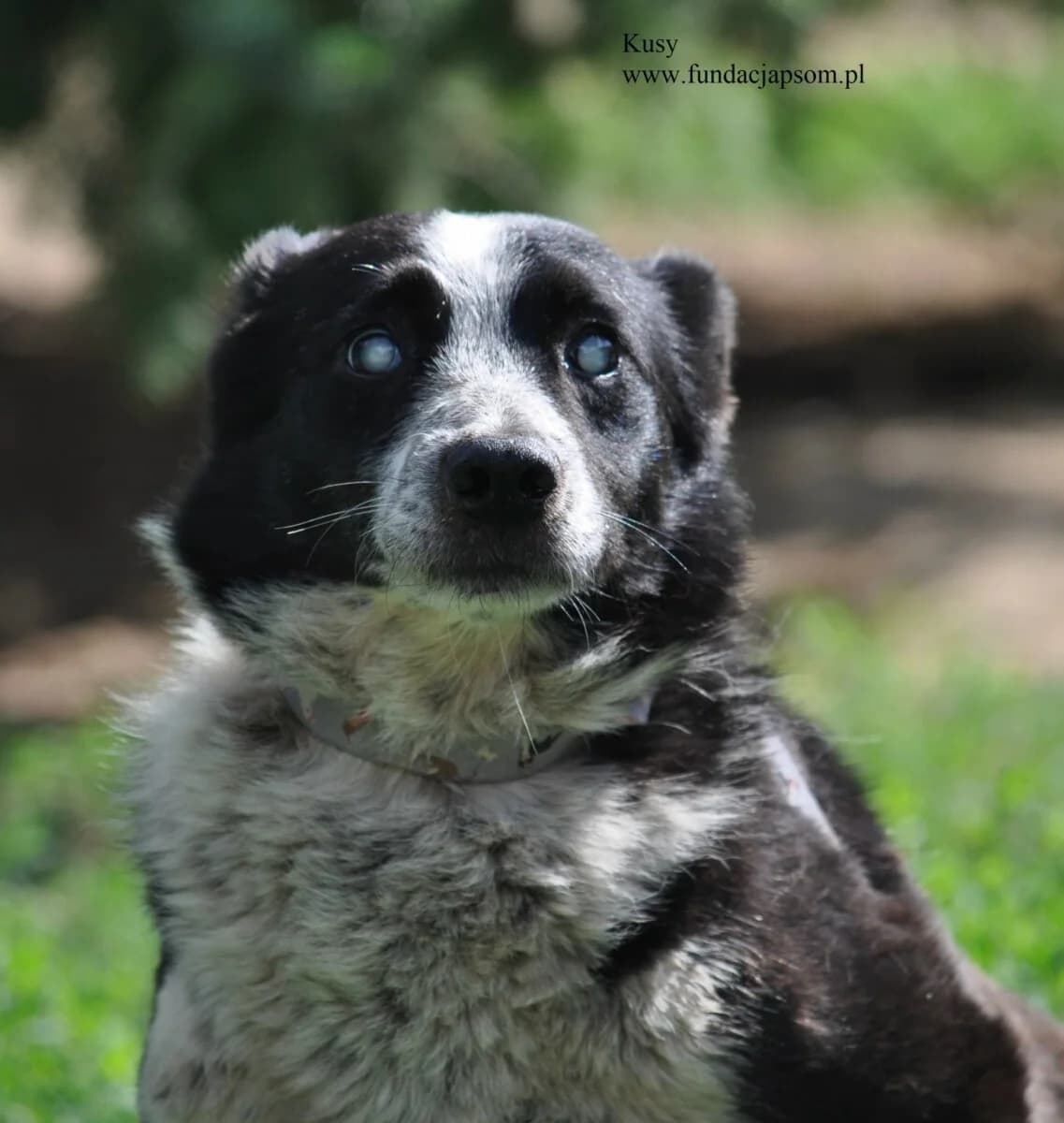 Kusy, male mixed breed for adoption at Fundacja Przyjaciele Braci Mniejszych