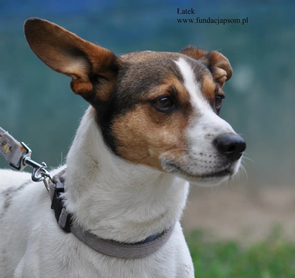 Łatek, male mixed breed for adoption at Fundacja Przyjaciele Braci Mniejszych