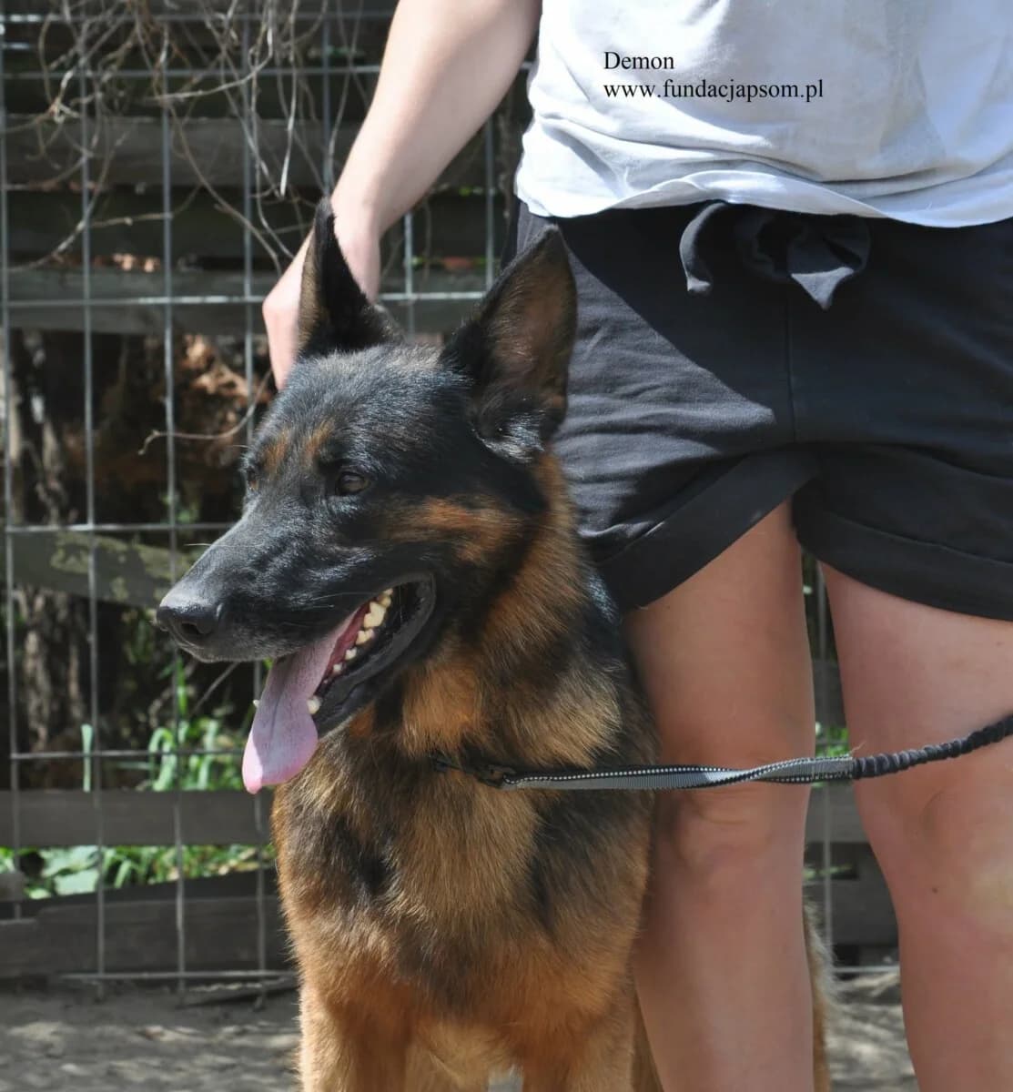 Demon, male mixed breed for adoption at Fundacja Przyjaciele Braci Mniejszych