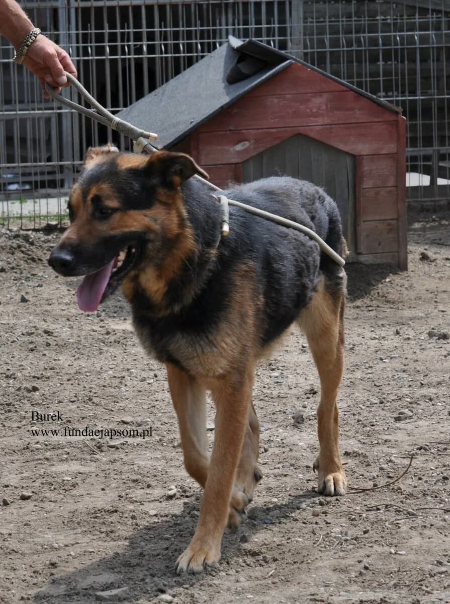 Burek, male mixed breed for adoption at Fundacja Przyjaciele Braci Mniejszych