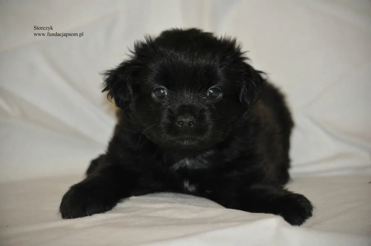 Storczyk, male mixed breed for adoption at Fundacja Przyjaciele Braci Mniejszych