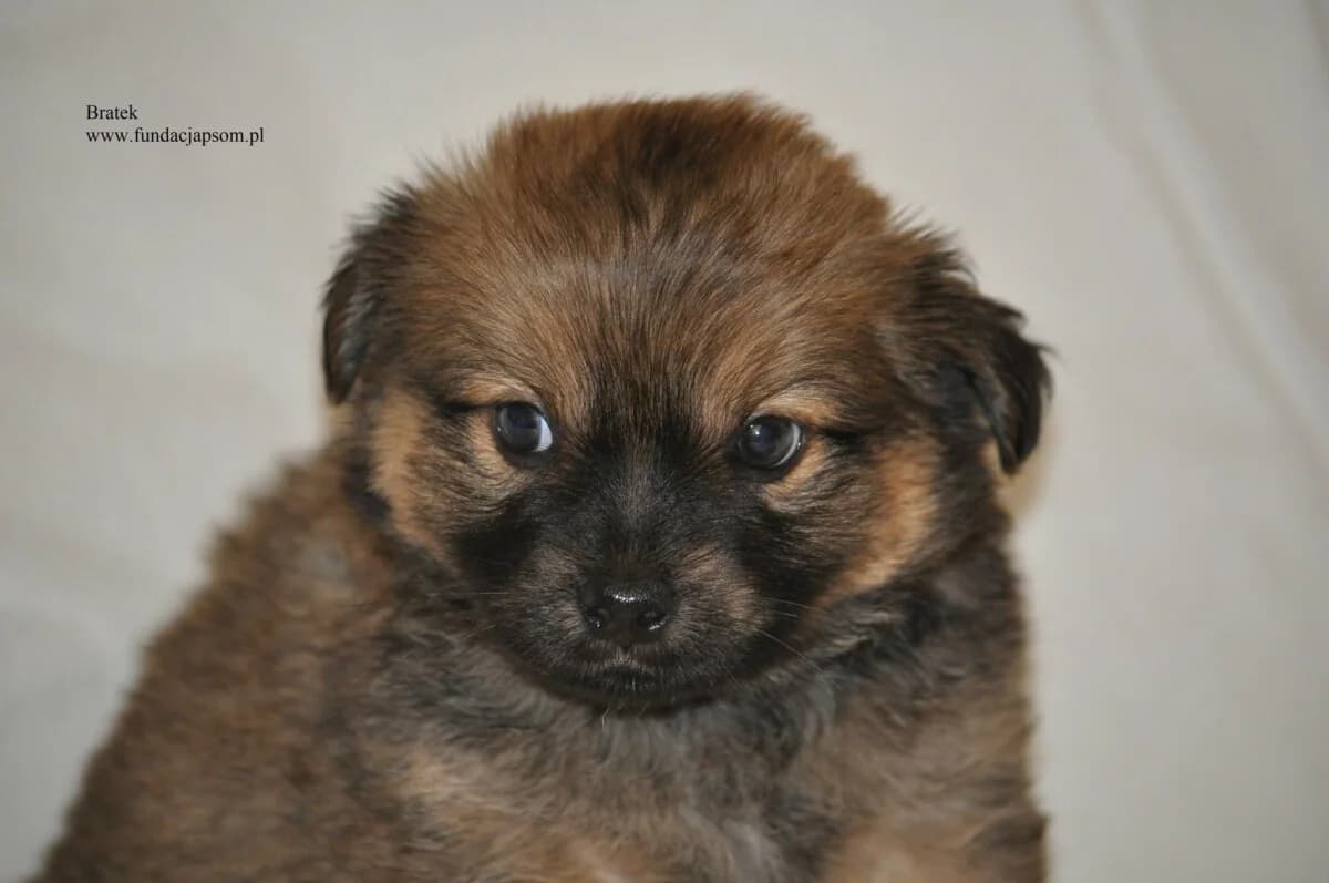 Bratek, male mixed breed for adoption at Fundacja Przyjaciele Braci Mniejszych