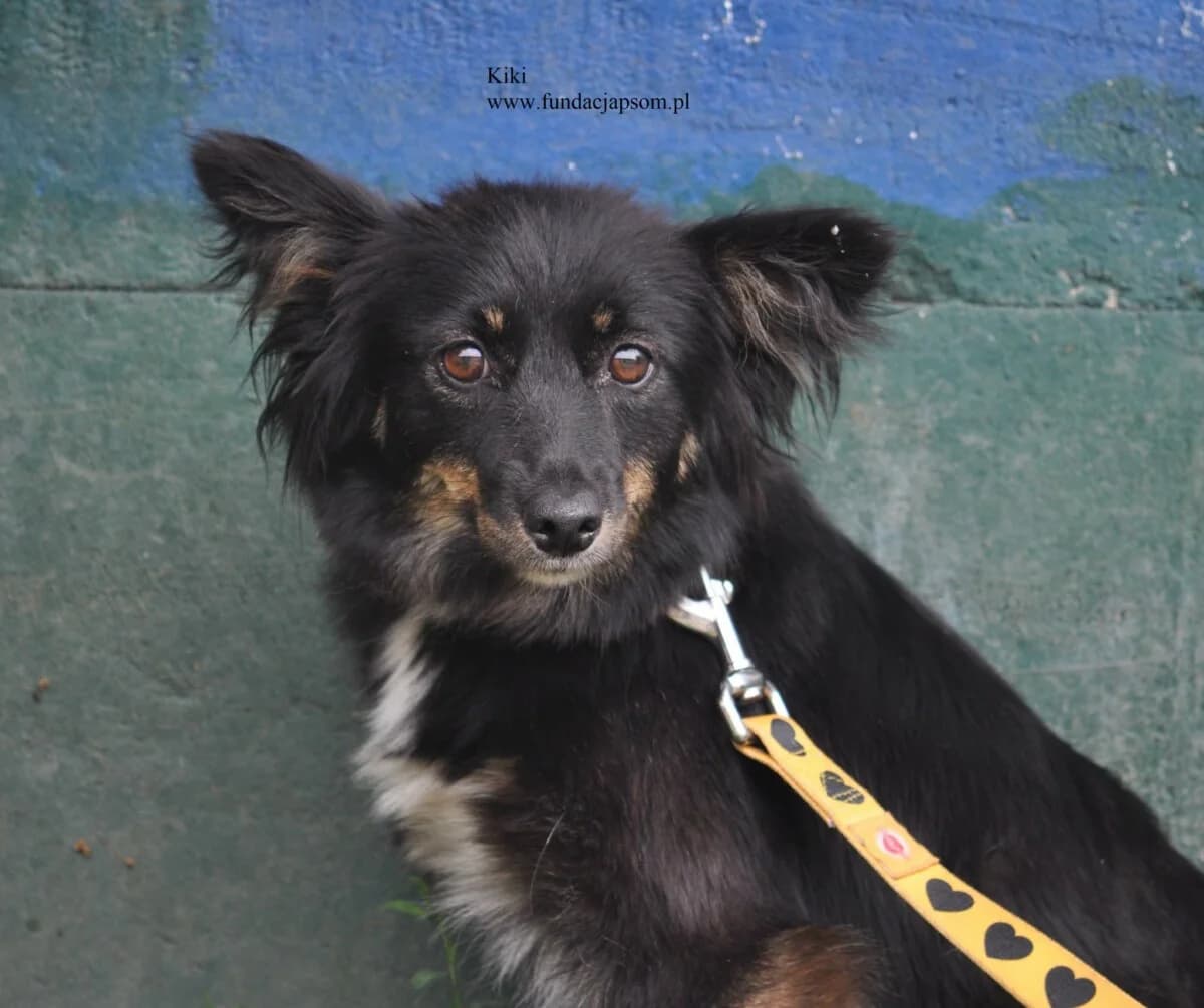 Kiki, female mixed breed for adoption at Fundacja Przyjaciele Braci Mniejszych