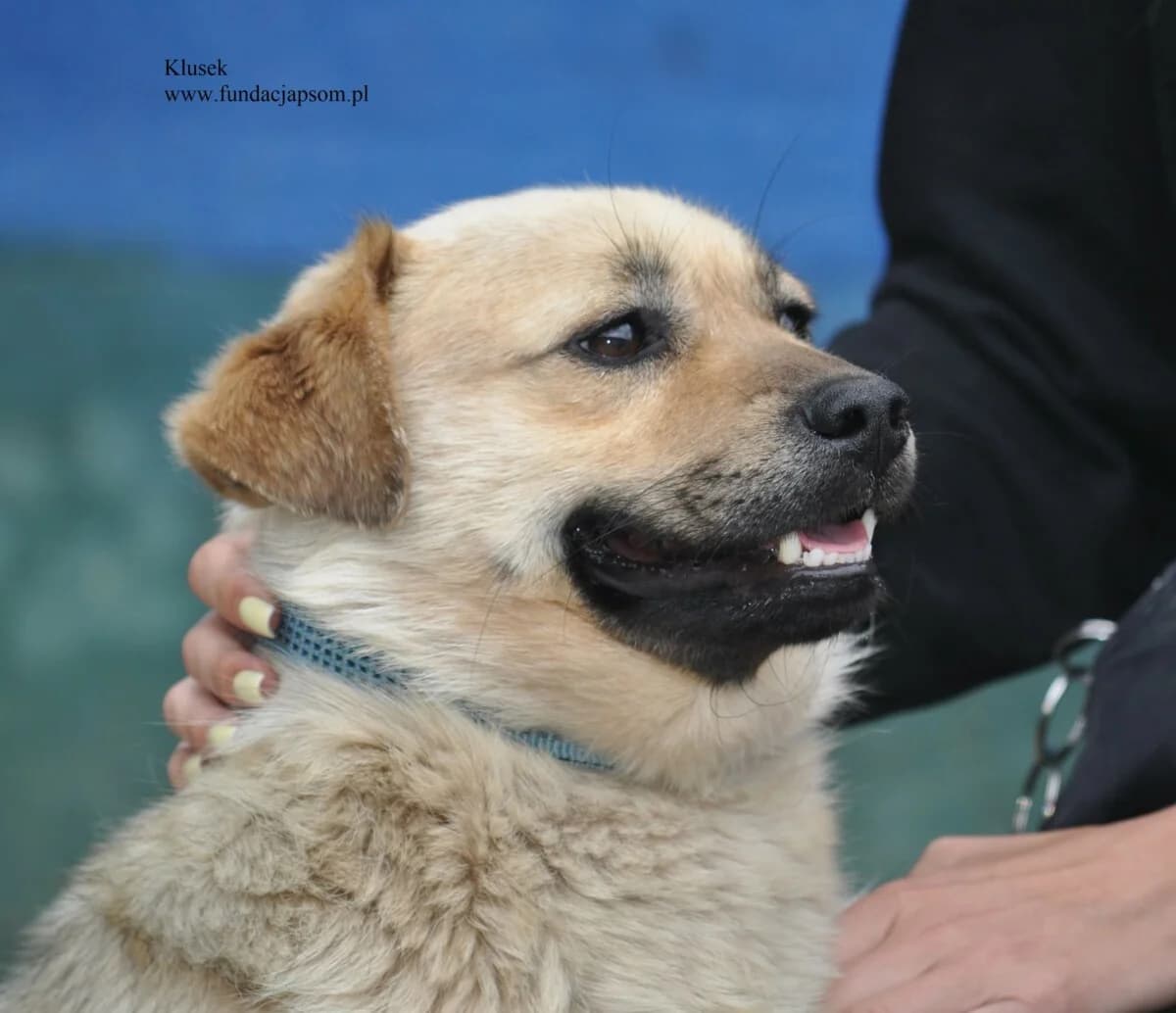 Klusek, male mixed breed for adoption at Fundacja Przyjaciele Braci Mniejszych