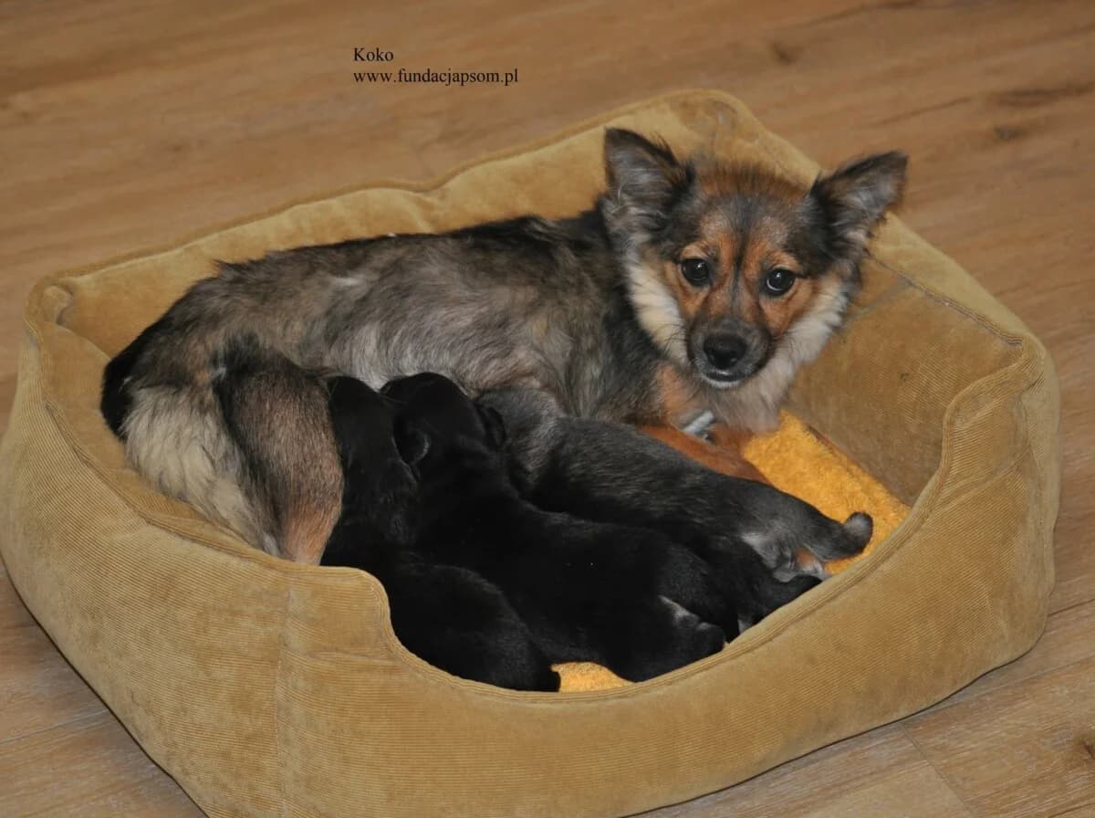 Koko, female puppy mixed breed for adoption at Fundacja Przyjaciele Braci Mniejszych