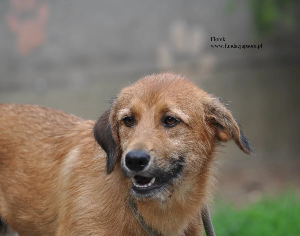 Florek, male mixed breed for adoption at Fundacja Przyjaciele Braci Mniejszych
