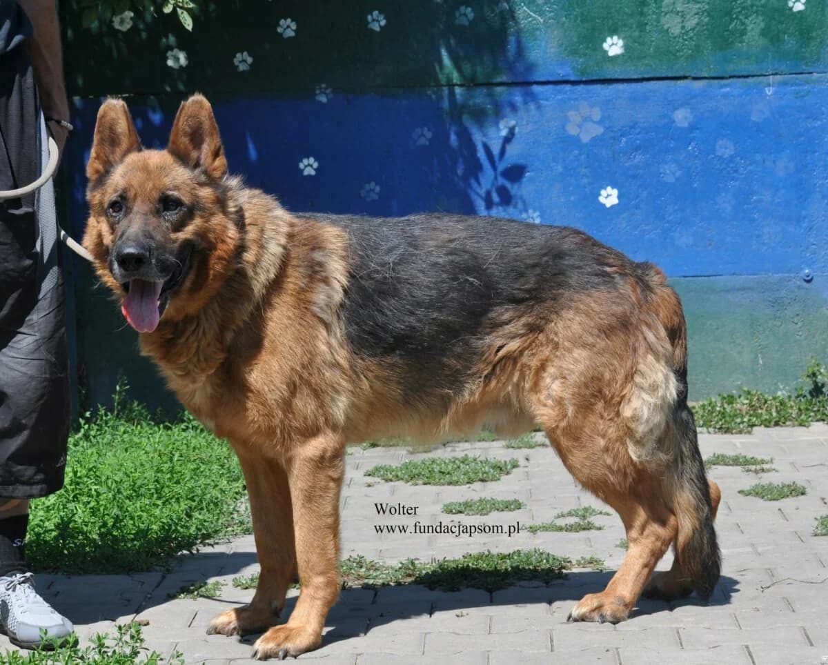 Wolter, male mixed breed for adoption at Fundacja Przyjaciele Braci Mniejszych