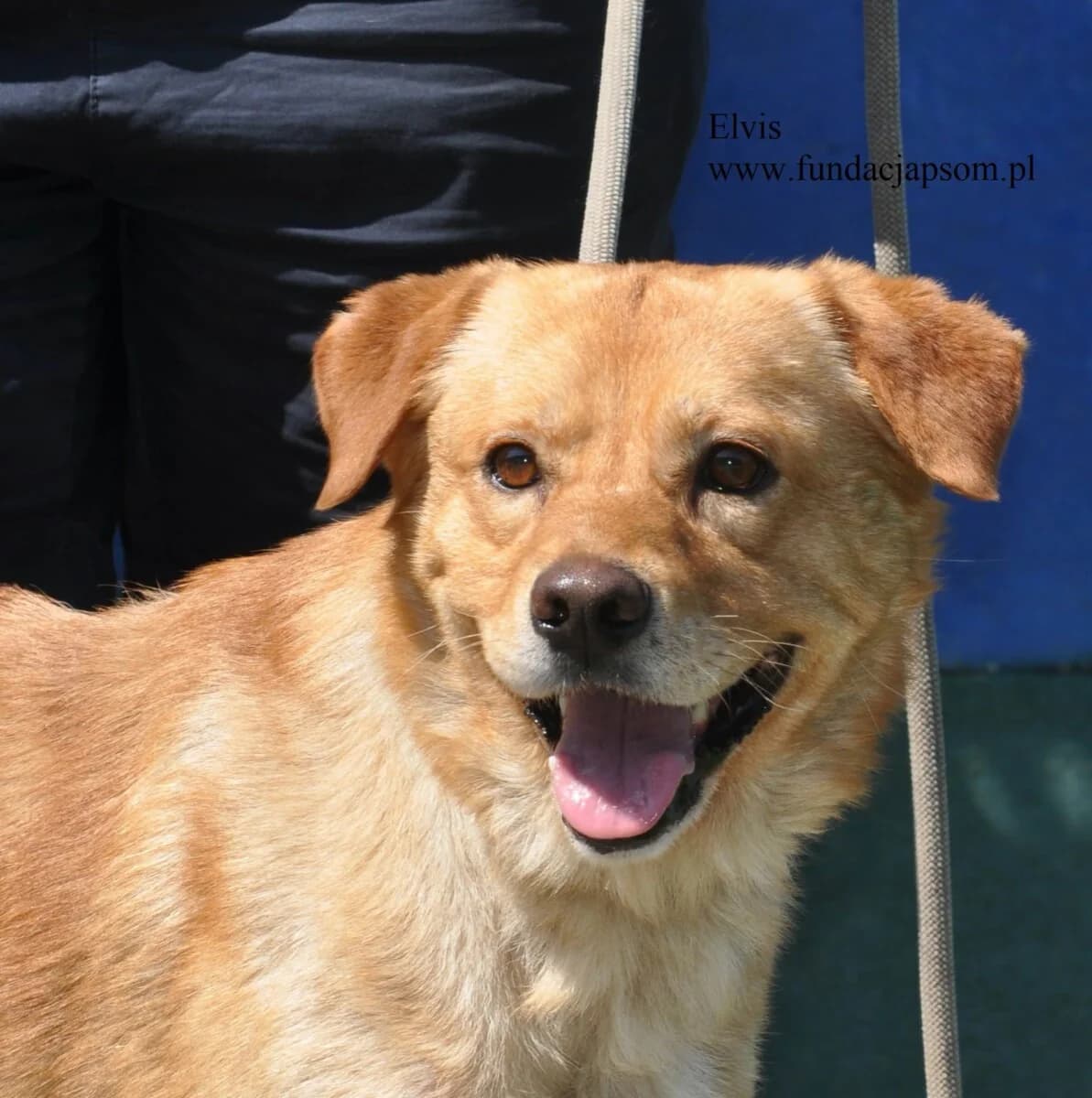 Elvis, male mixed breed for adoption at Fundacja Przyjaciele Braci Mniejszych