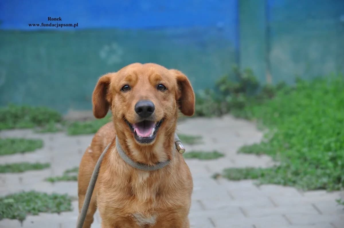 Ronek, male mixed breed for adoption at Fundacja Przyjaciele Braci Mniejszych