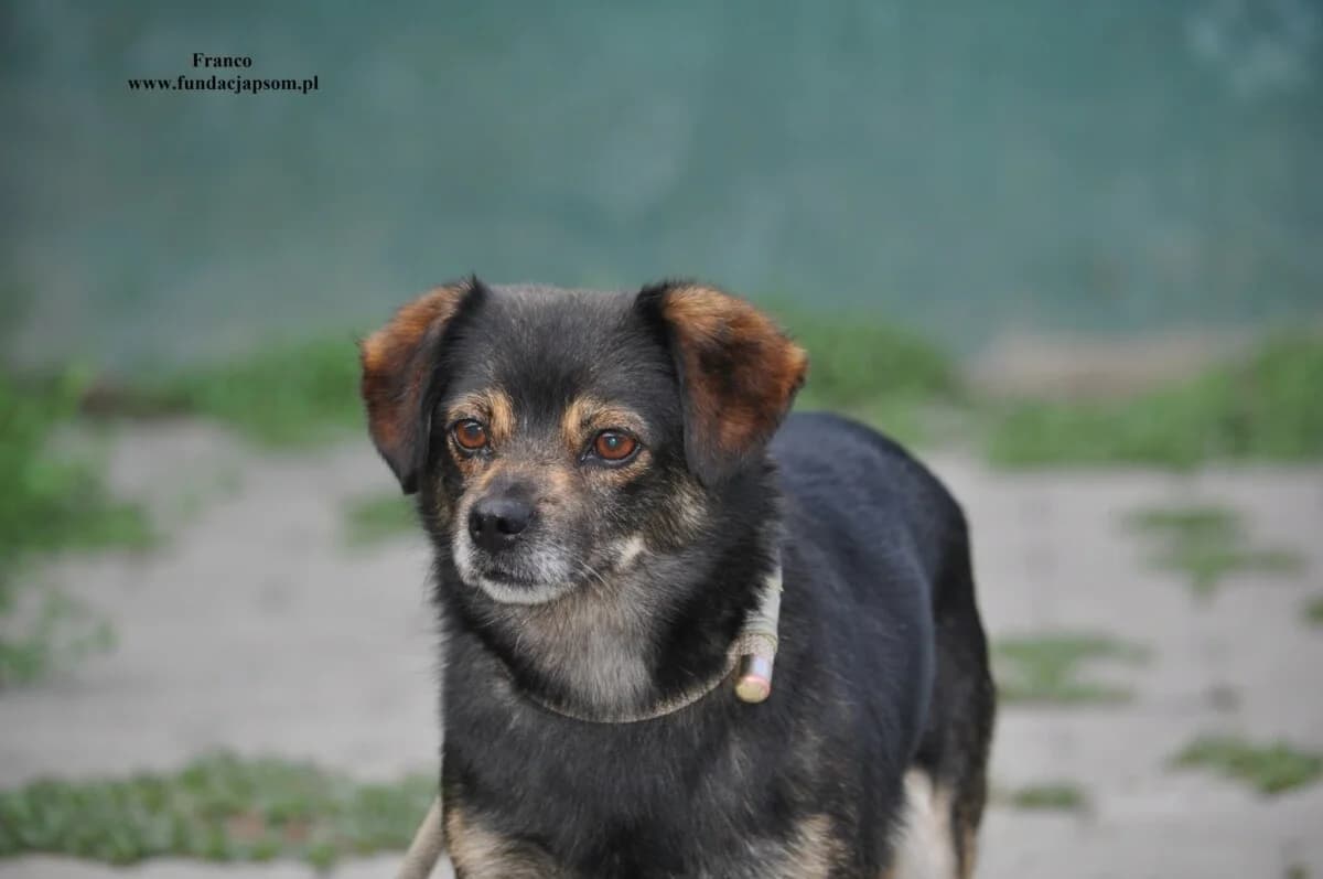 Franco, male mixed breed for adoption at Fundacja Przyjaciele Braci Mniejszych