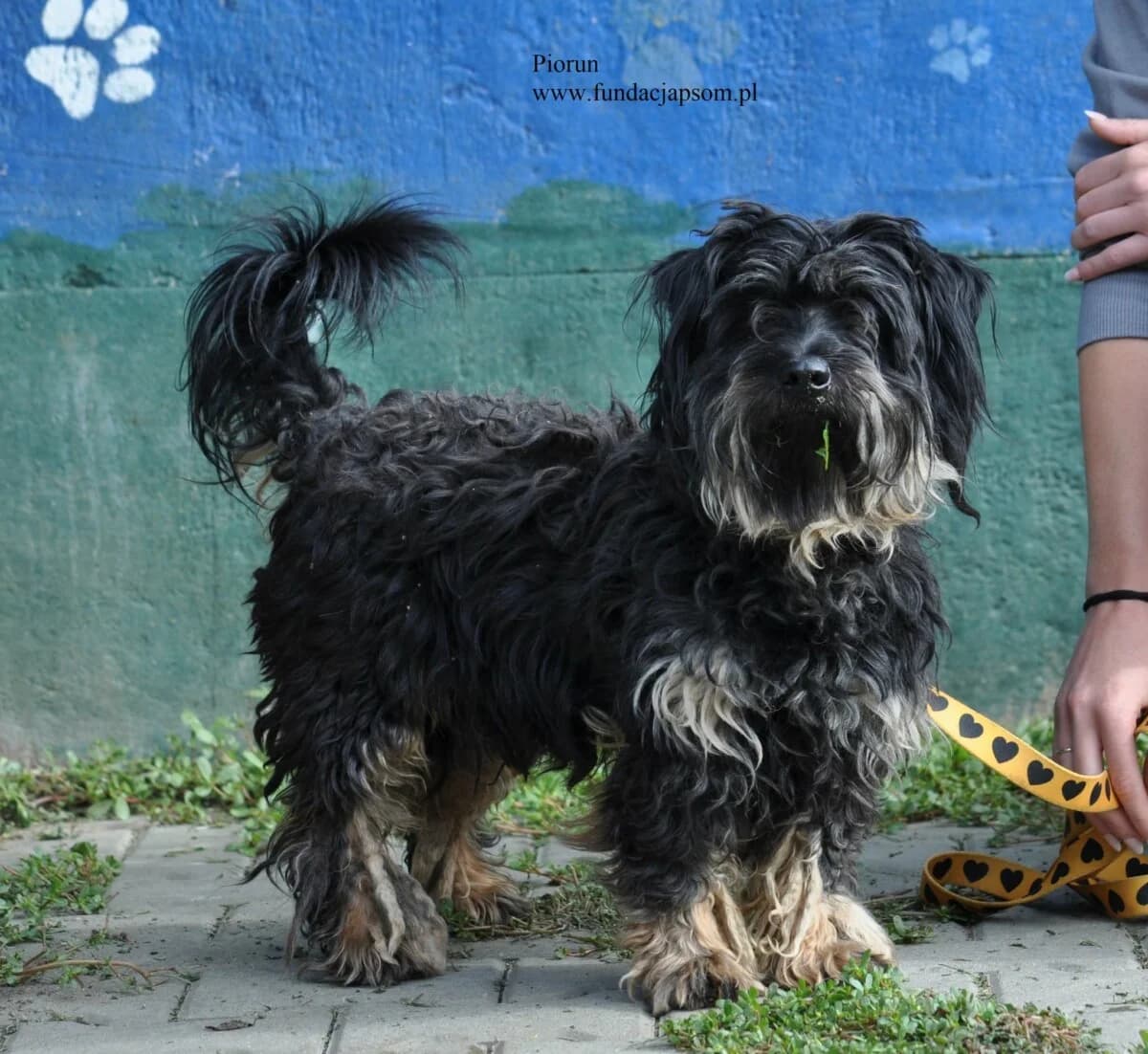 Piorun, male 4yo mixed breed for adoption at Fundacja Przyjaciele Braci Mniejszych