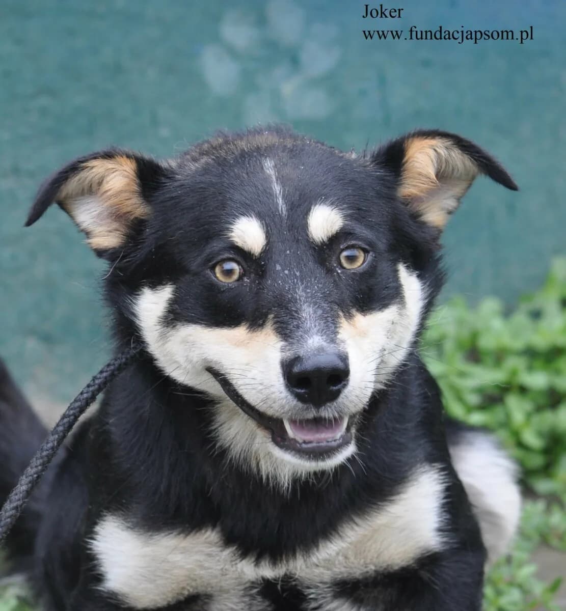Joker, male mixed breed for adoption at Fundacja Przyjaciele Braci Mniejszych