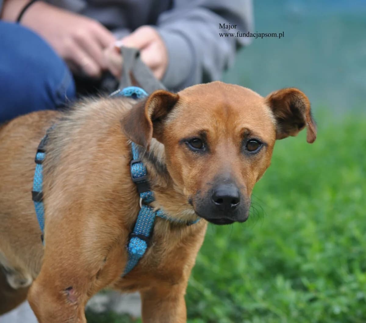 Major, male mixed breed for adoption at Fundacja Przyjaciele Braci Mniejszych