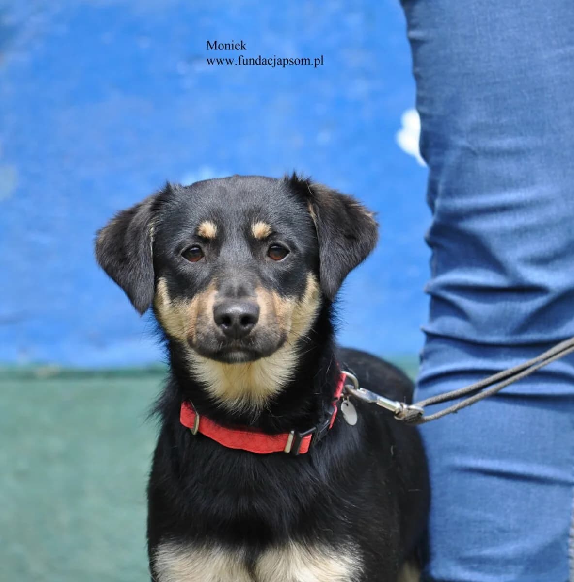 Moniek, male mixed breed for adoption at Fundacja Przyjaciele Braci Mniejszych