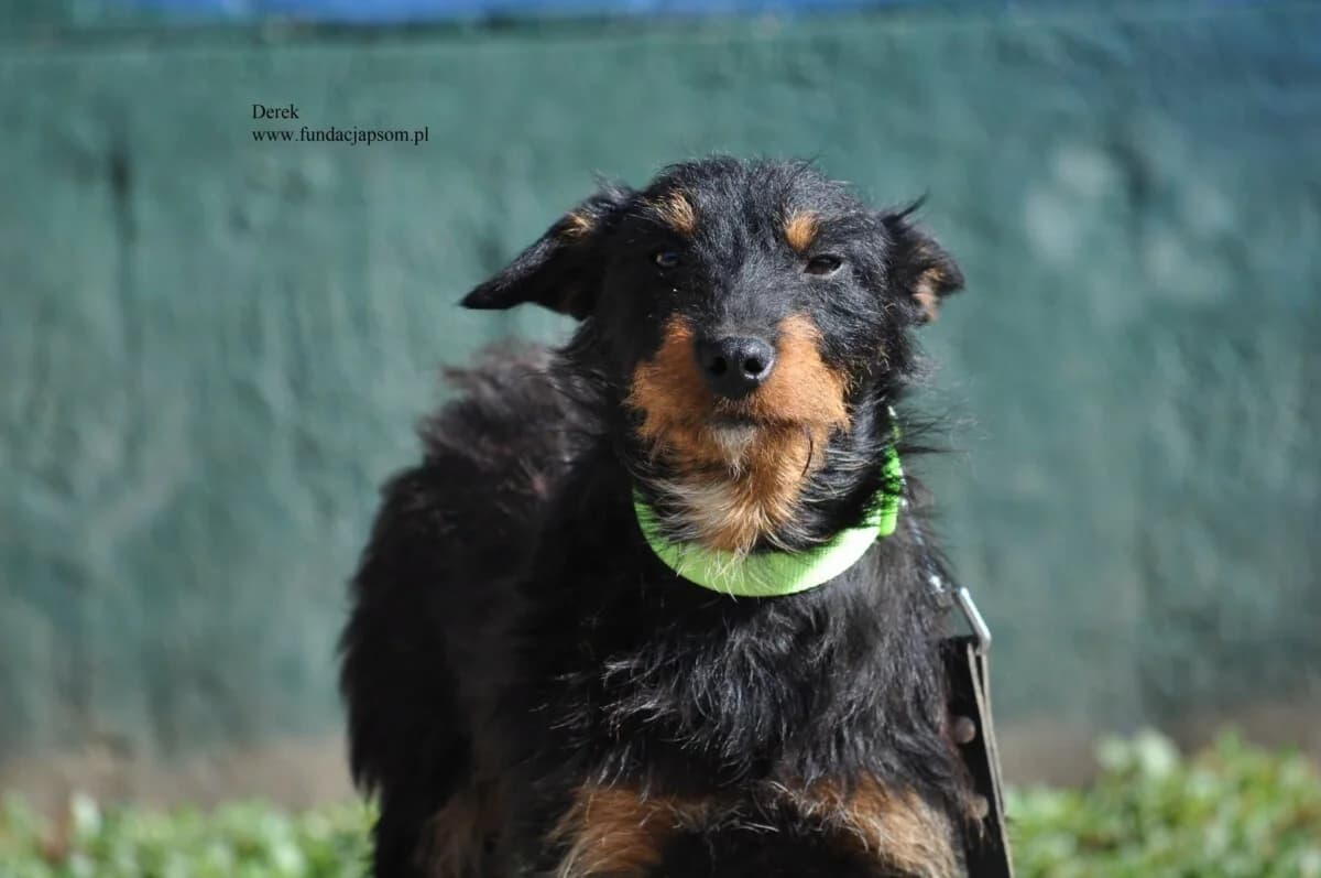 Derek, male mixed breed for adoption at Fundacja Przyjaciele Braci Mniejszych