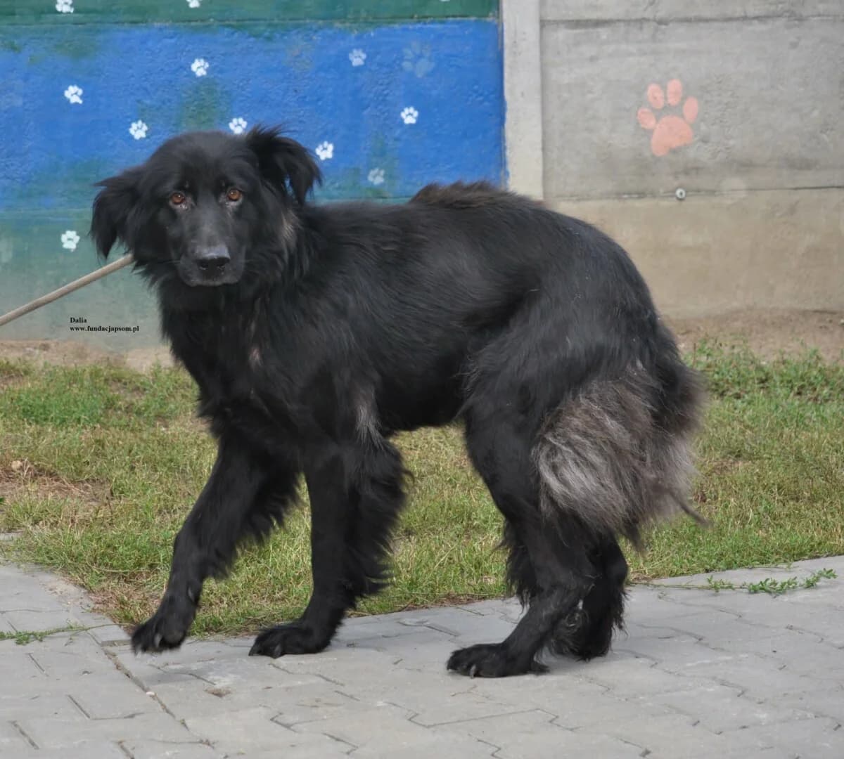 Dalia, female mixed breed for adoption at Fundacja Przyjaciele Braci Mniejszych