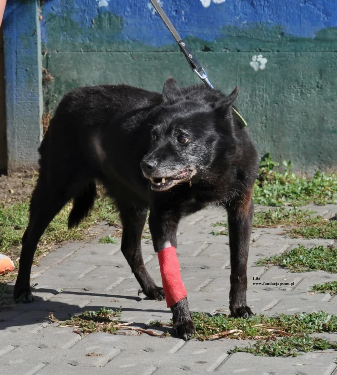 Lila, female mixed breed for adoption at Fundacja Przyjaciele Braci Mniejszych