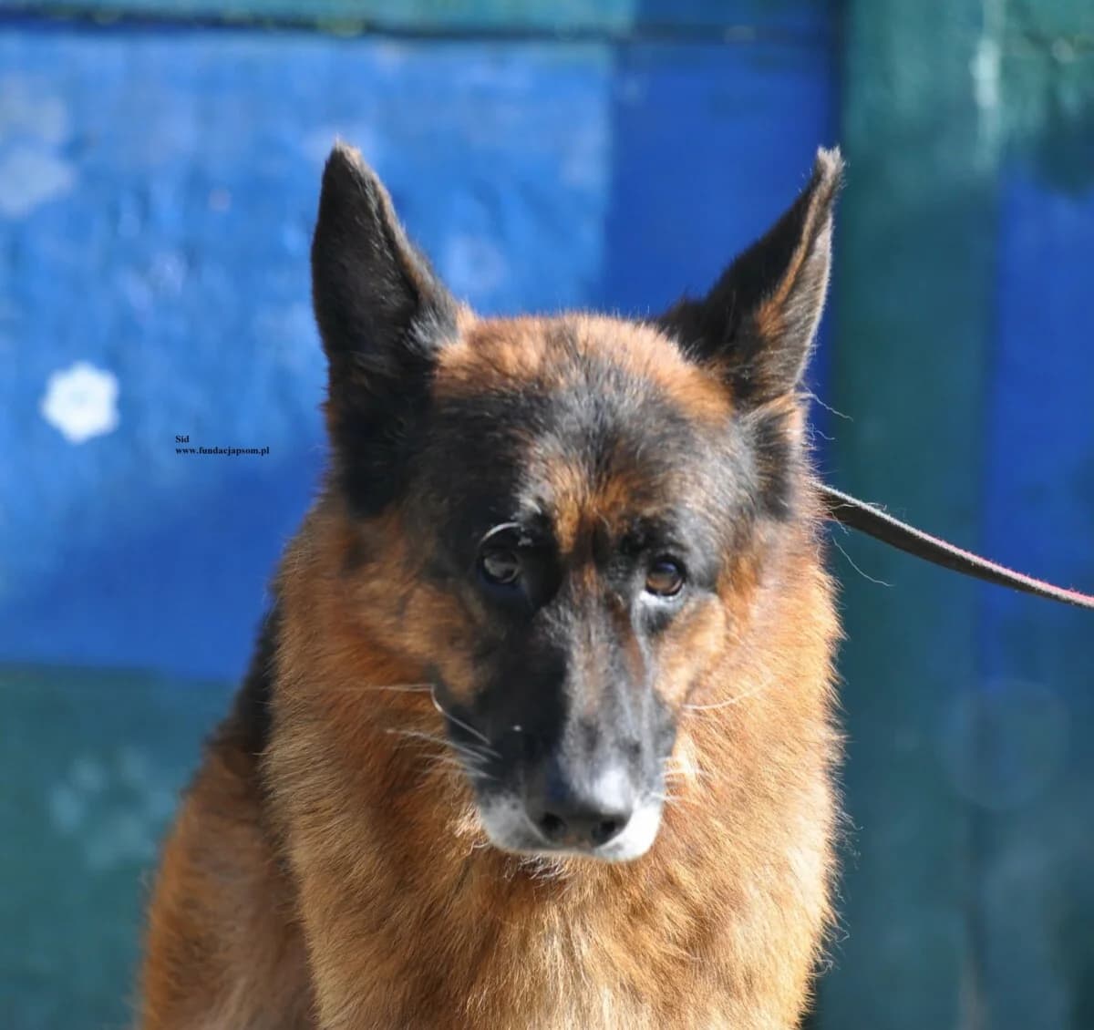 Sid, male mixed breed for adoption at Fundacja Przyjaciele Braci Mniejszych