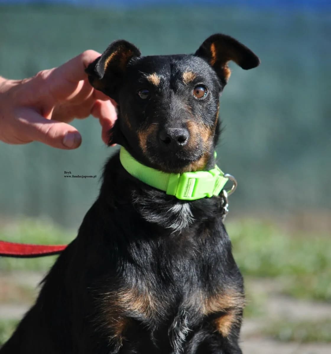 Bryk, male mixed breed for adoption at Fundacja Przyjaciele Braci Mniejszych