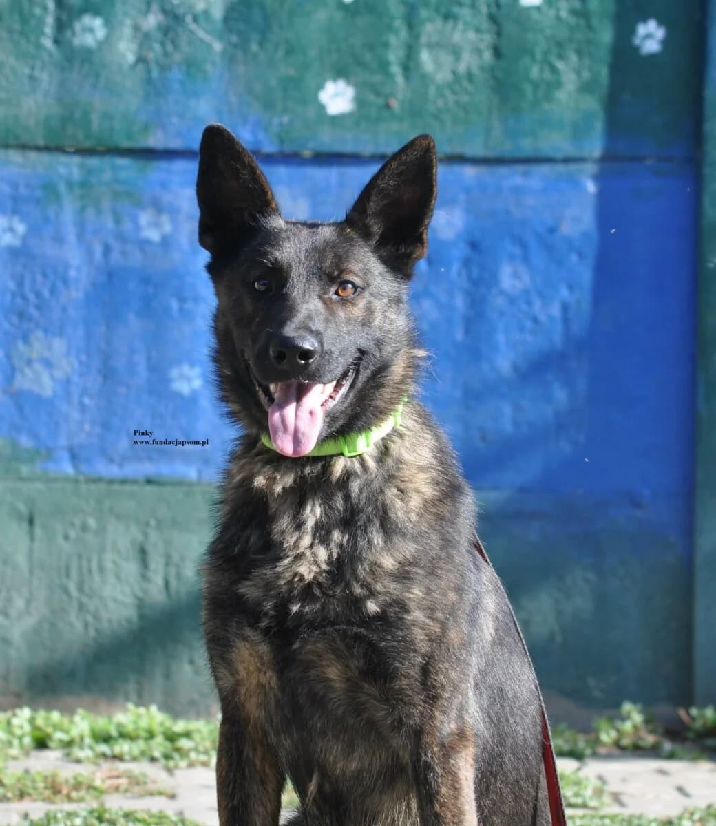 Pinky, male mixed breed for adoption at Fundacja Przyjaciele Braci Mniejszych