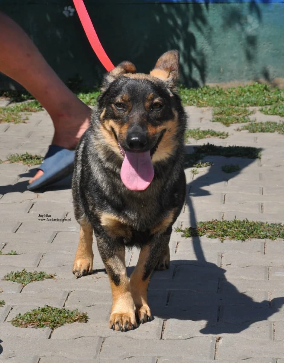 Jagódka, female mixed breed for adoption at Fundacja Przyjaciele Braci Mniejszych