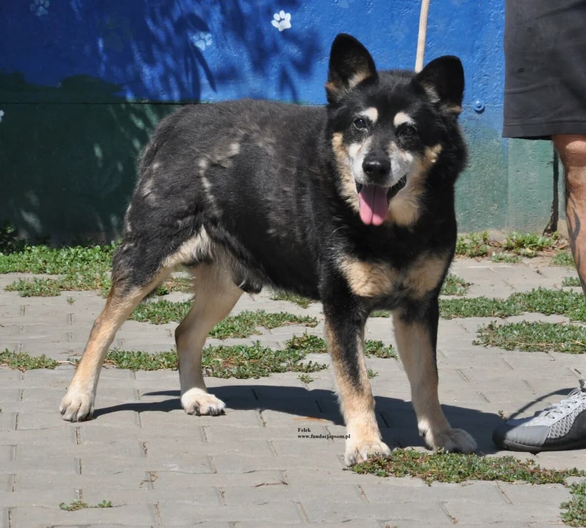 Felek, male senior mixed breed for adoption at Fundacja Przyjaciele Braci Mniejszych