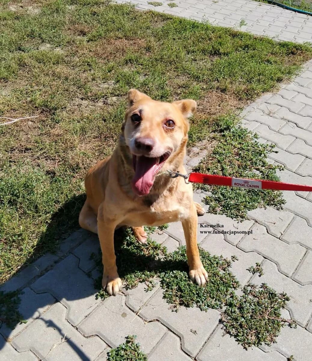 Karmelka, female mixed breed for adoption at Fundacja Przyjaciele Braci Mniejszych