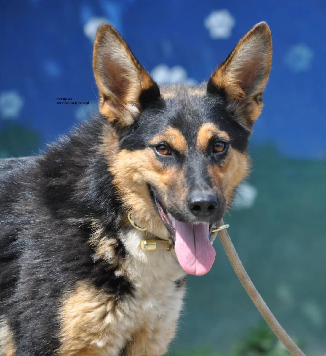 Mirabelka, female mixed breed for adoption at Fundacja Przyjaciele Braci Mniejszych