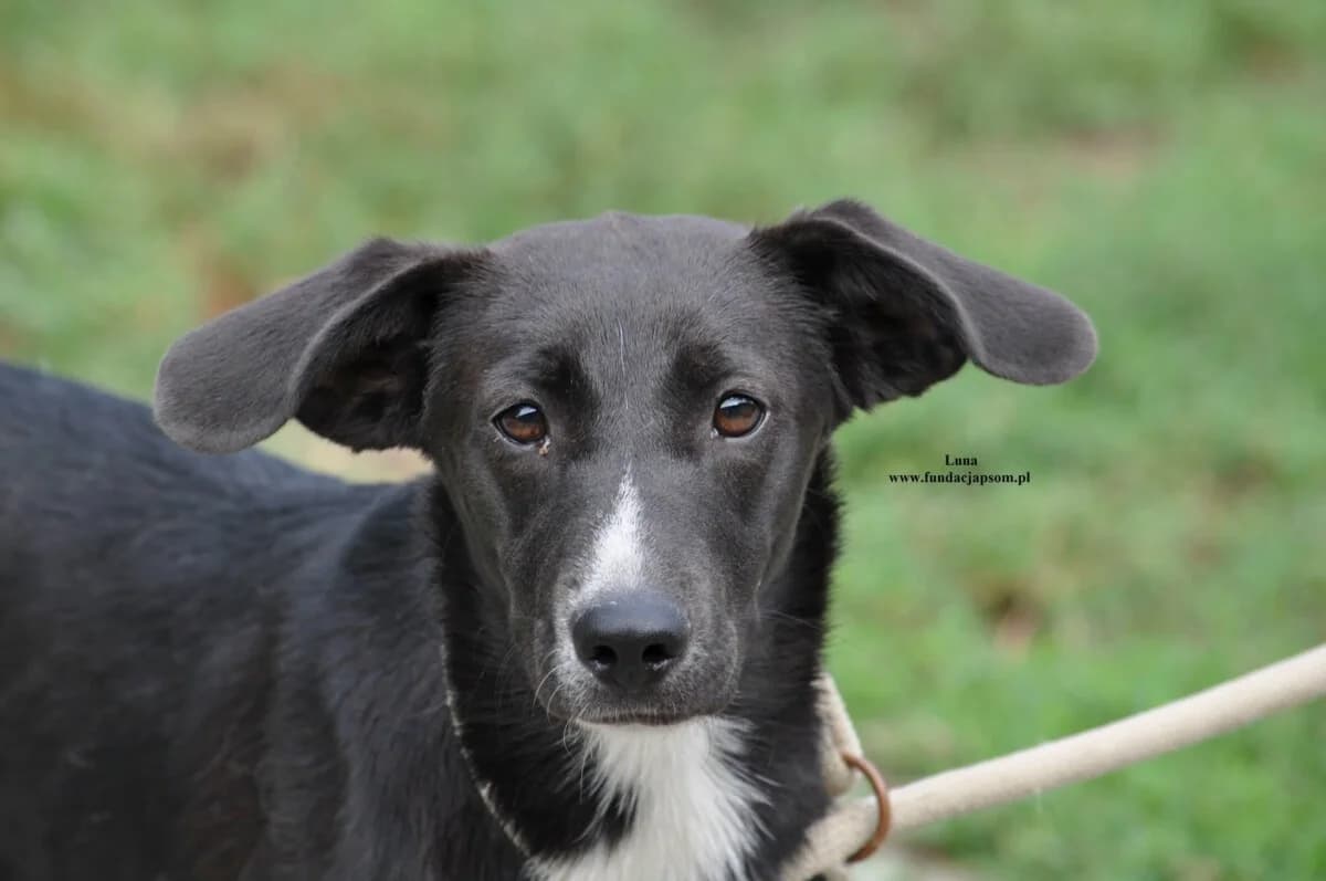 Luna, female mixed breed for adoption at Fundacja Przyjaciele Braci Mniejszych