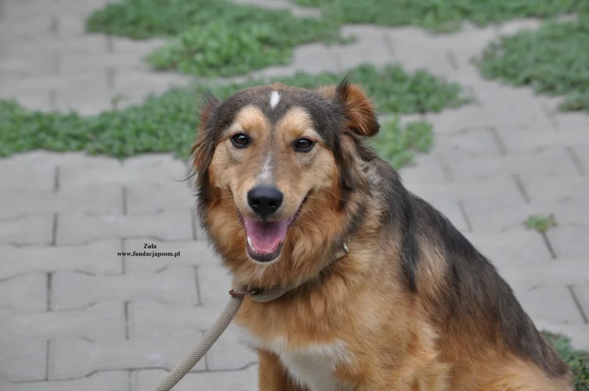 Zula, female mixed breed for adoption at Fundacja Przyjaciele Braci Mniejszych