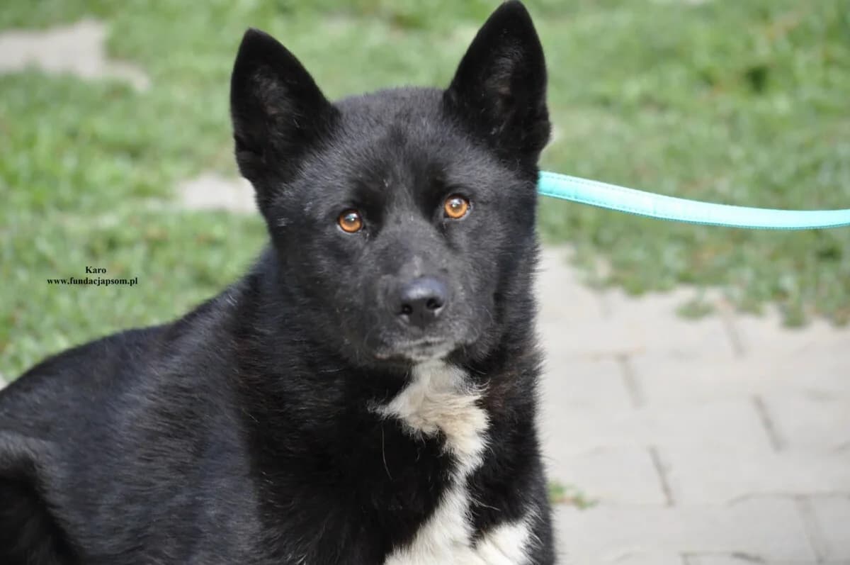 Karo, male mixed breed for adoption at Fundacja Przyjaciele Braci Mniejszych