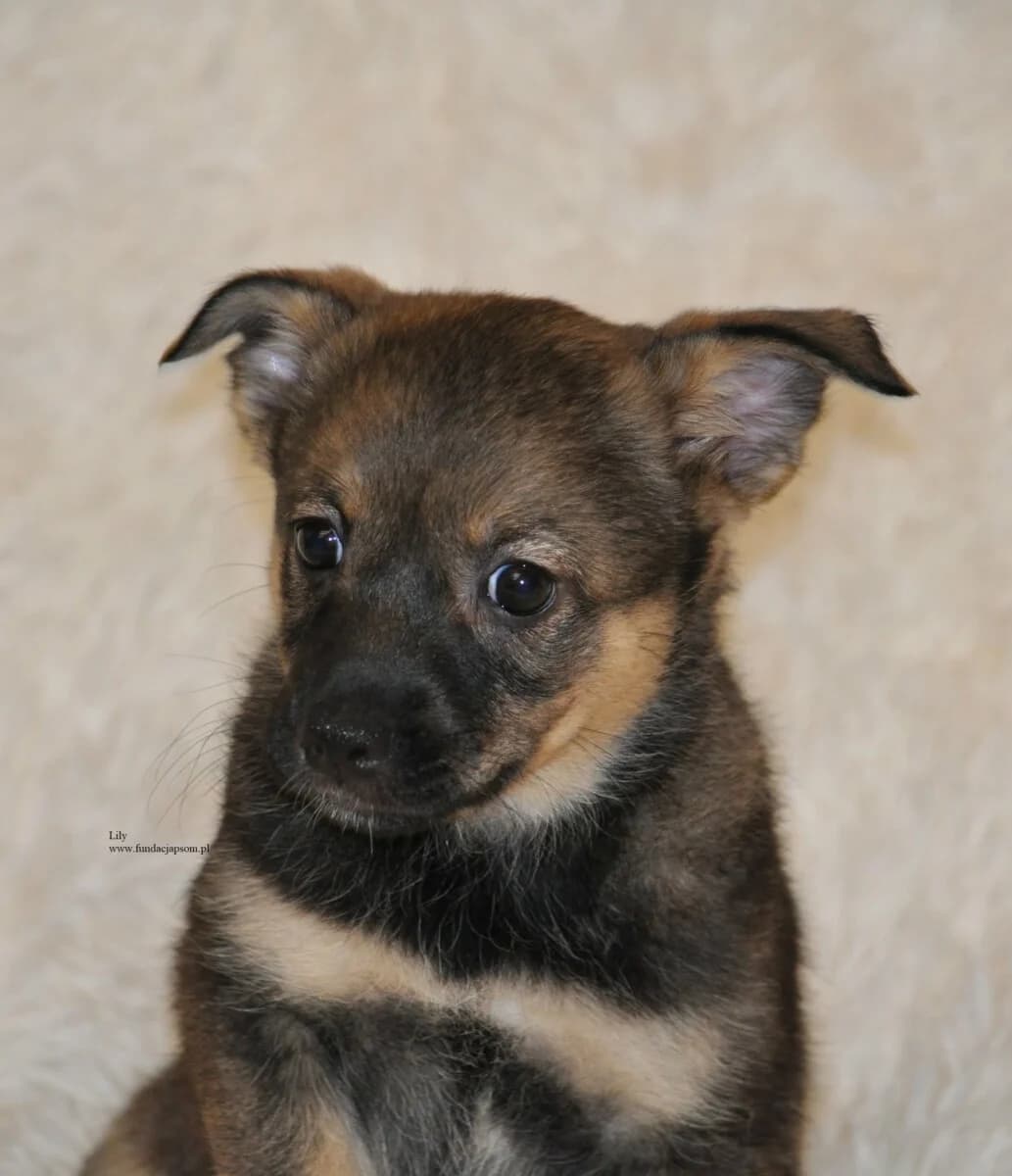 Lily, female mixed breed for adoption at Fundacja Przyjaciele Braci Mniejszych