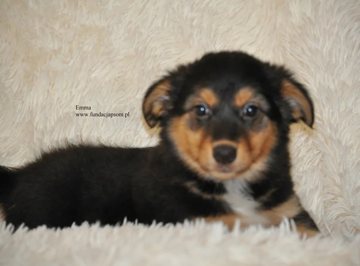 Emma, female mixed breed for adoption at Fundacja Przyjaciele Braci Mniejszych