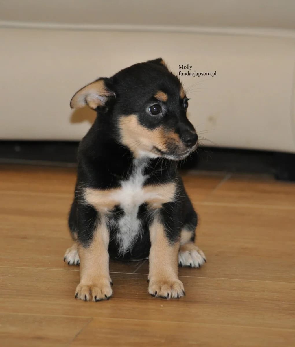 Molly, female mixed breed for adoption at Fundacja Przyjaciele Braci Mniejszych