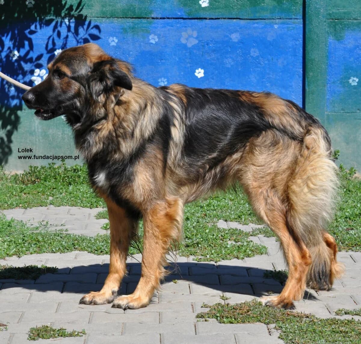 Lolek, male mixed breed for adoption at Fundacja Przyjaciele Braci Mniejszych