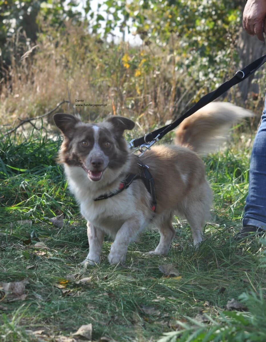 Dante, male mixed breed for adoption at Fundacja Przyjaciele Braci Mniejszych