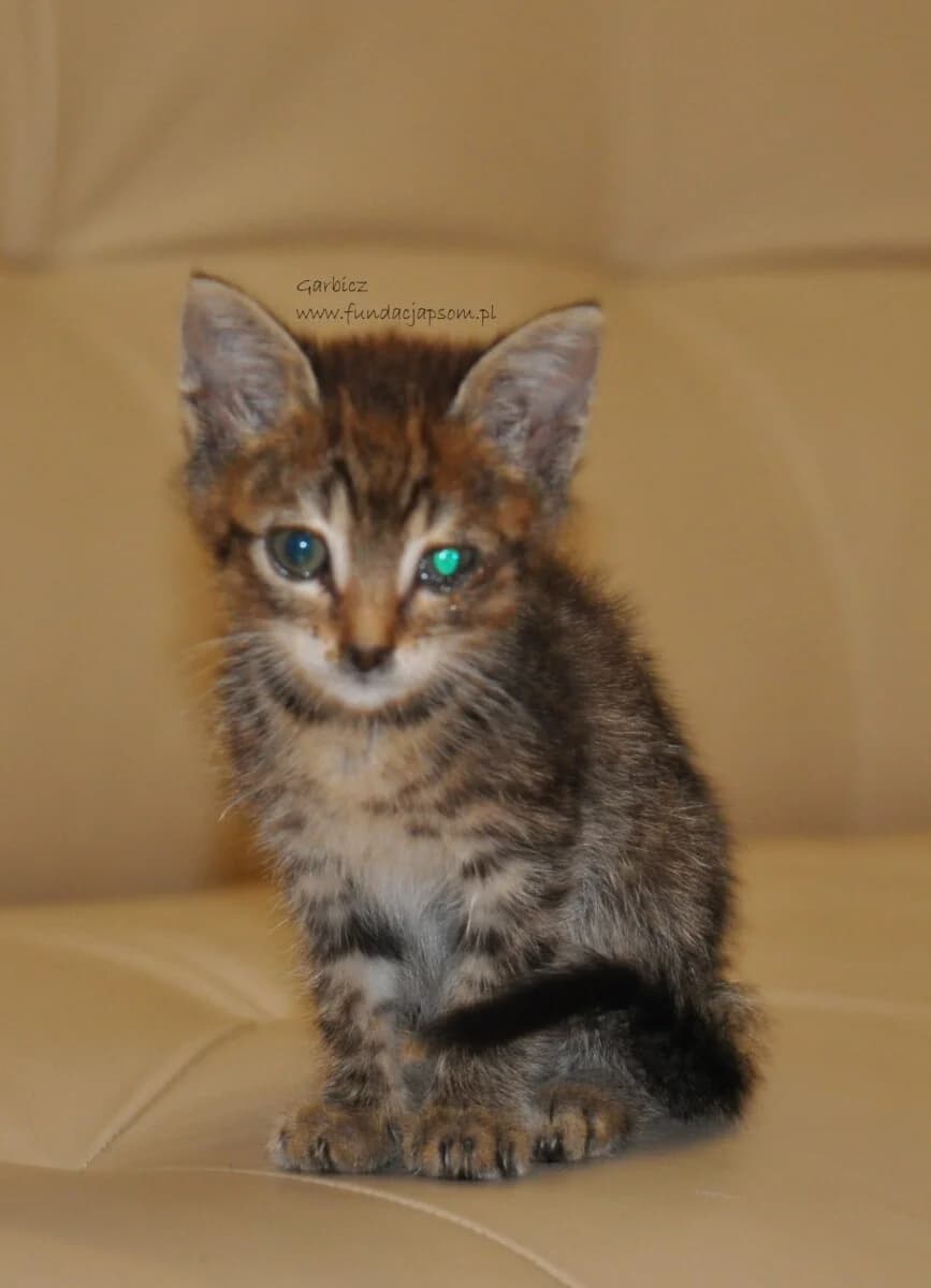 Garbicz, male mixed breed for adoption at Fundacja Przyjaciele Braci Mniejszych