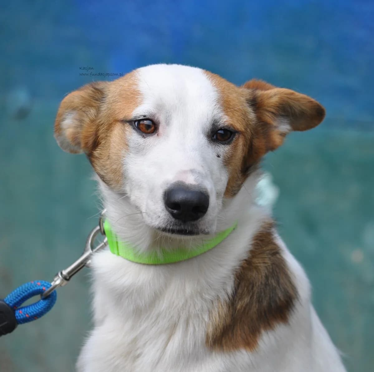 Kasjan, male mixed breed for adoption at Fundacja Przyjaciele Braci Mniejszych