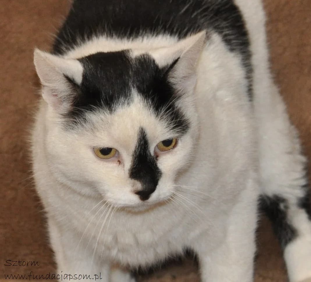 Sztorm, male mixed breed for adoption at Fundacja Przyjaciele Braci Mniejszych