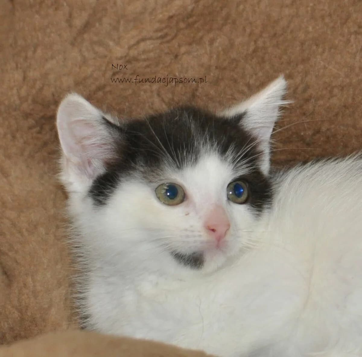 Nox, male mixed breed for adoption at Fundacja Przyjaciele Braci Mniejszych
