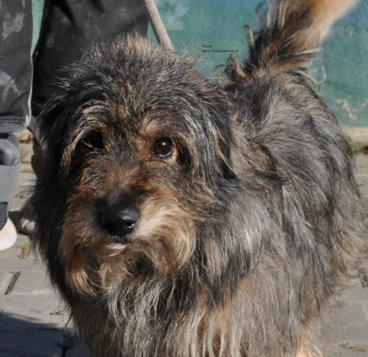 Bruno, male mixed breed for adoption at Fundacja Przyjaciele Braci Mniejszych